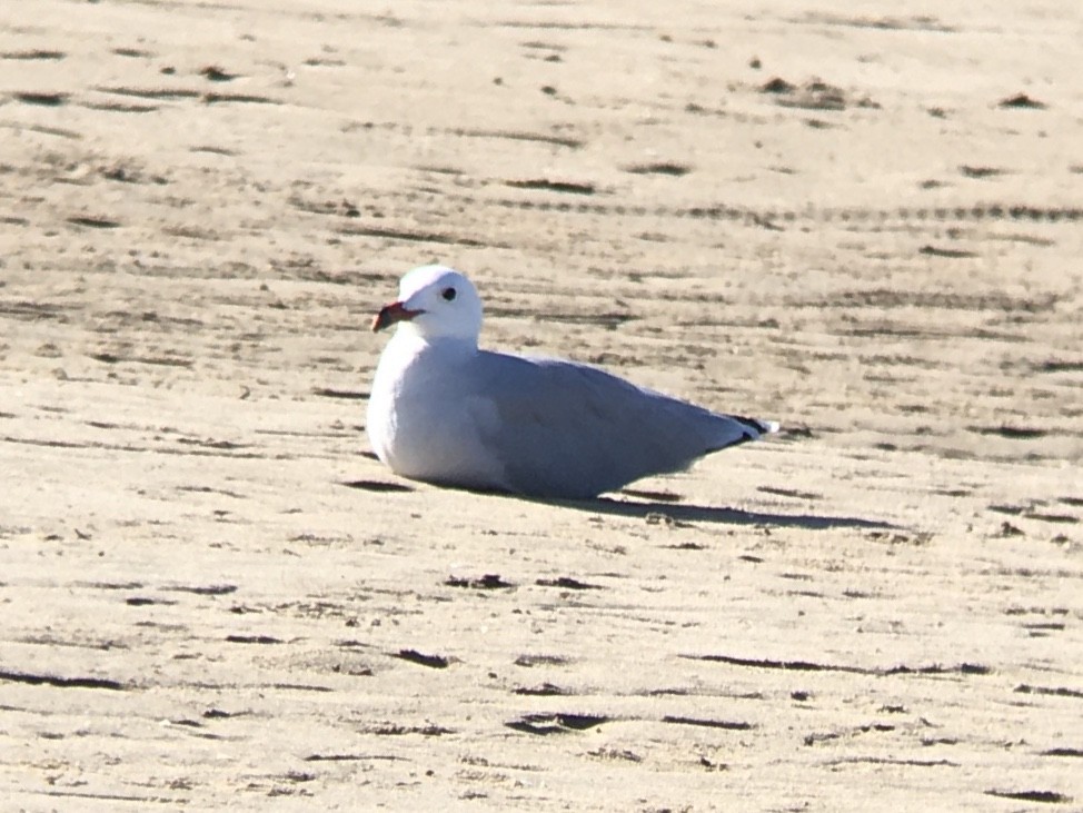 Audouin's Gull - ML624196730