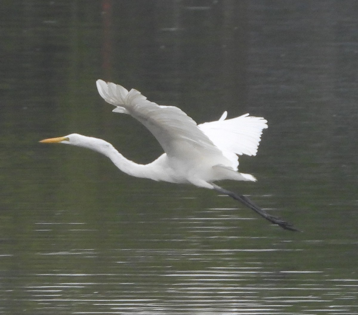 Great Egret - ML624196732