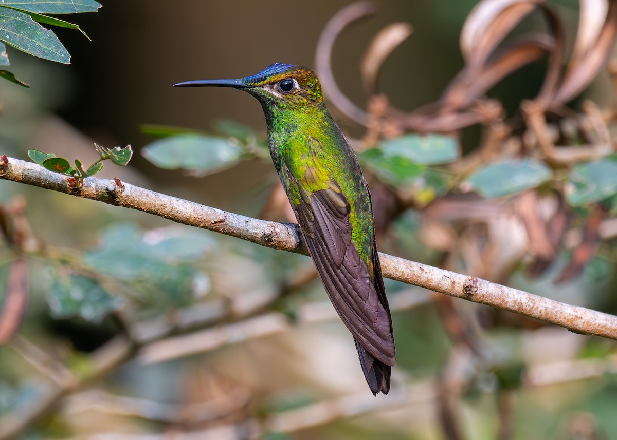 Violet-fronted Brilliant - ML624196737