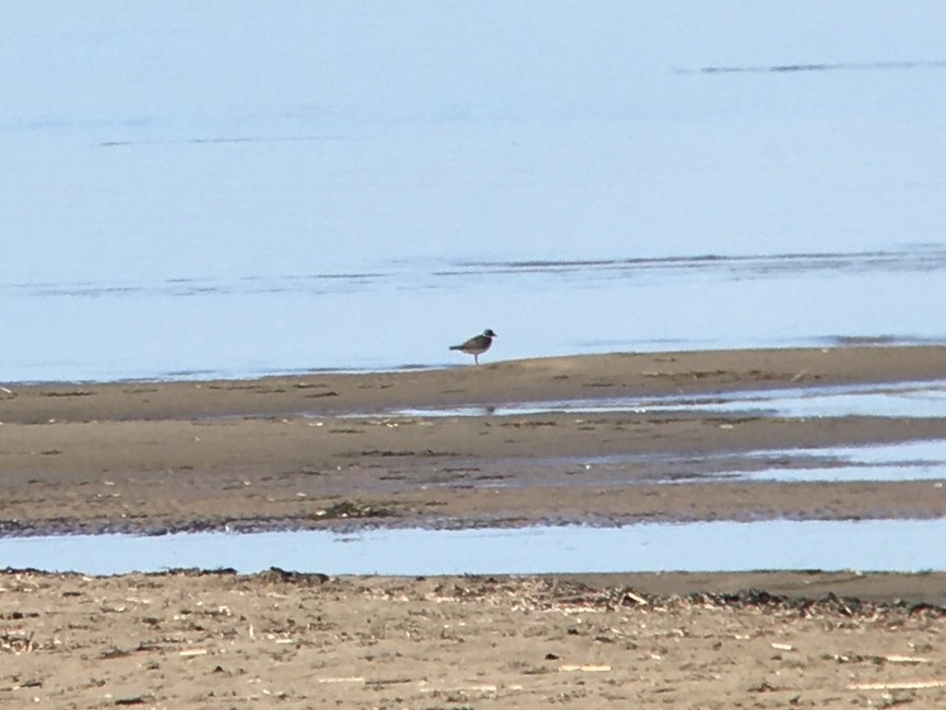 Common Ringed Plover - ML624196738