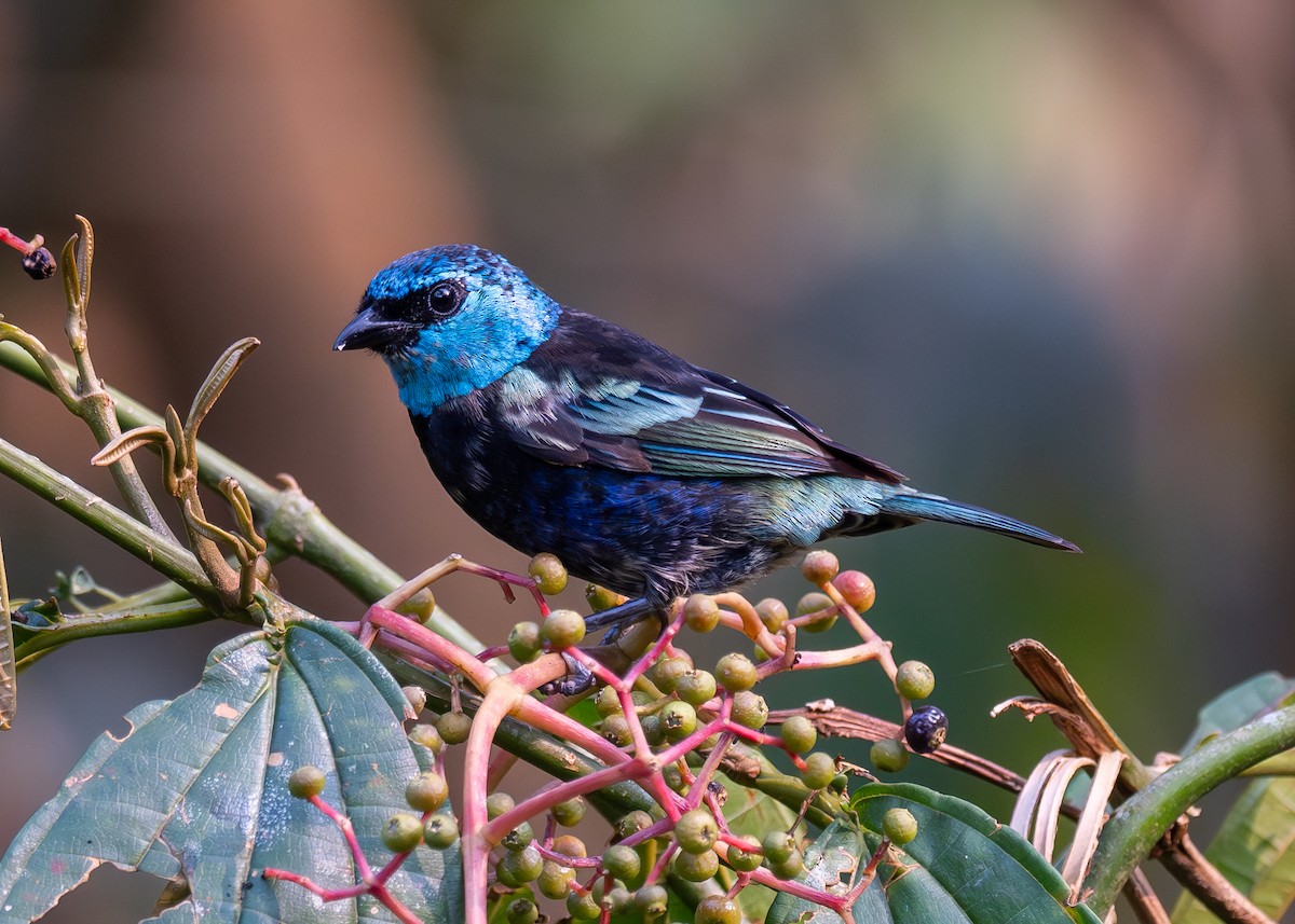 Blue-necked Tanager - Patrick Van Thull