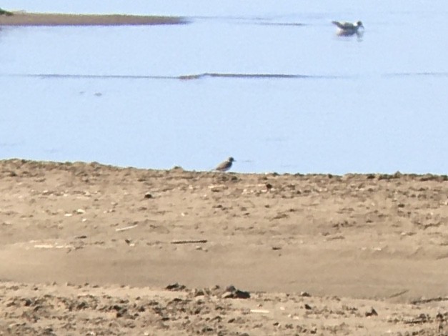 Kentish Plover - ML624196741