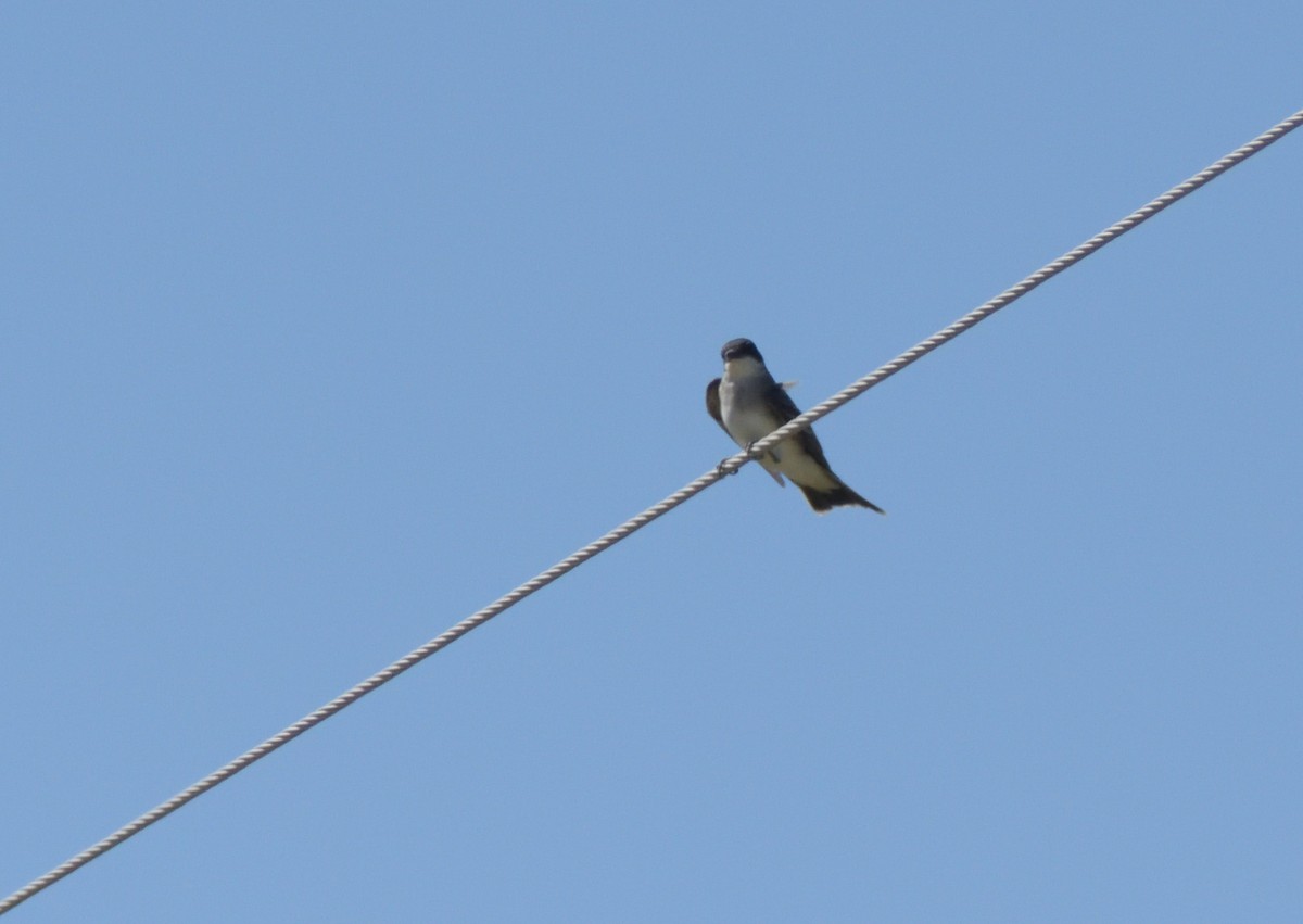 Eastern Kingbird - Robert Tonge