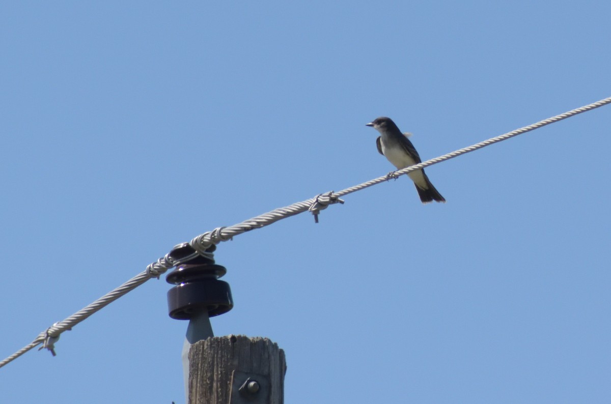 Eastern Kingbird - ML624196743