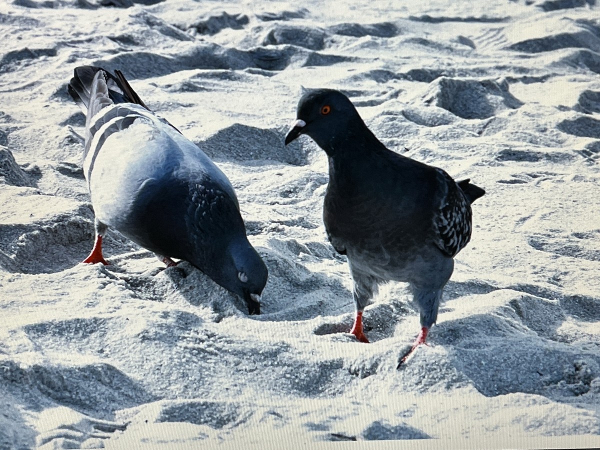 Rock Pigeon (Feral Pigeon) - Anonymous