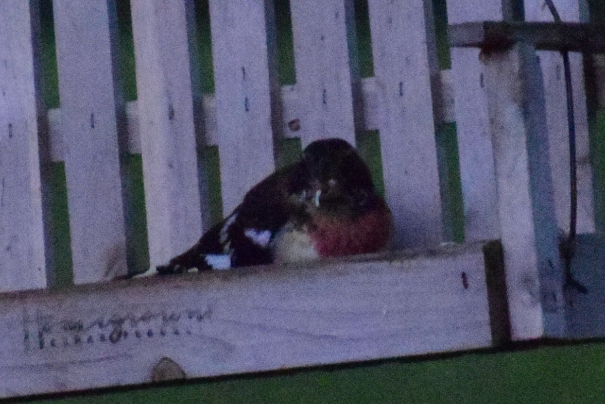 Rose-breasted Grosbeak - ML624196751