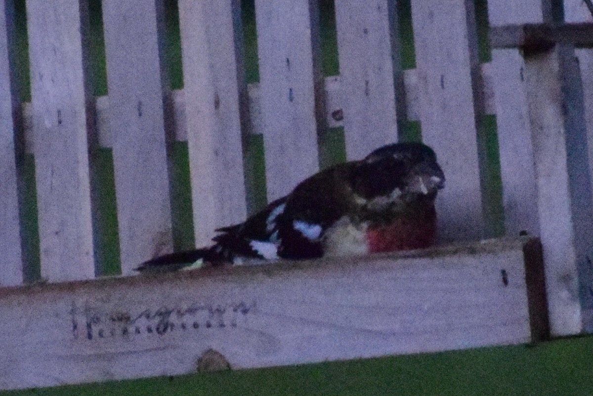 Rose-breasted Grosbeak - Sandy Dion