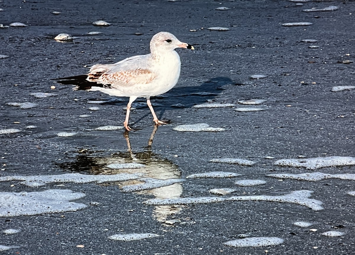 Ring-billed Gull - ML624196755