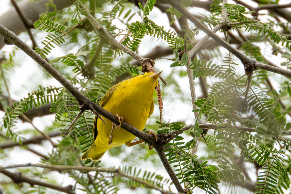 Yellow Warbler (Northern) - Alvaro Rojas 𝙌𝙧𝙤. 𝘽𝙞𝙧𝙙𝙞𝙣𝙜 𝙏𝙤𝙪𝙧𝙨