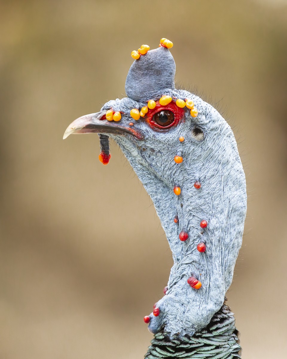 Ocellated Turkey - ML624196760