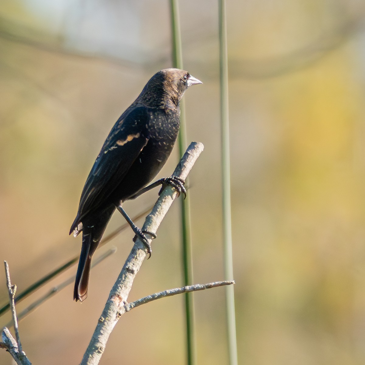 Red-winged Blackbird - ML624196761