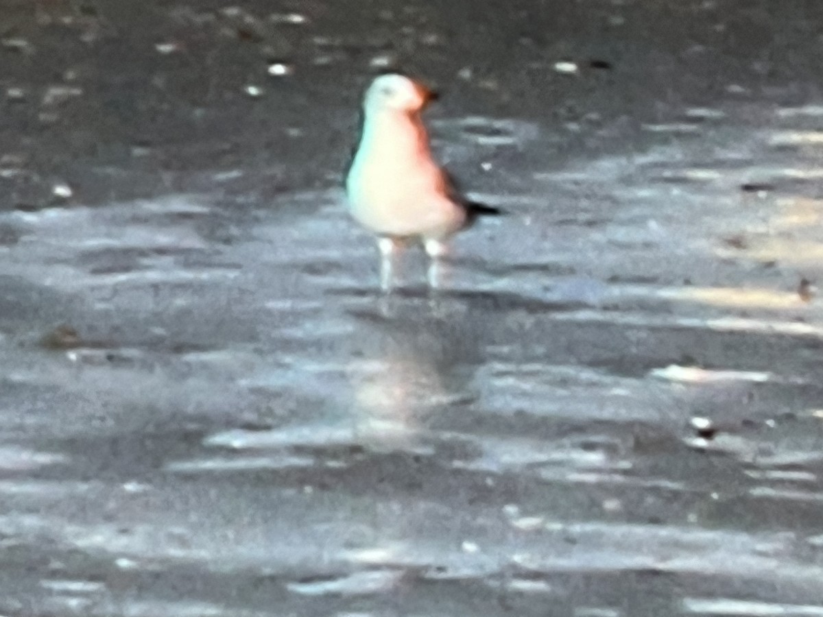 gull sp. - ML624196762