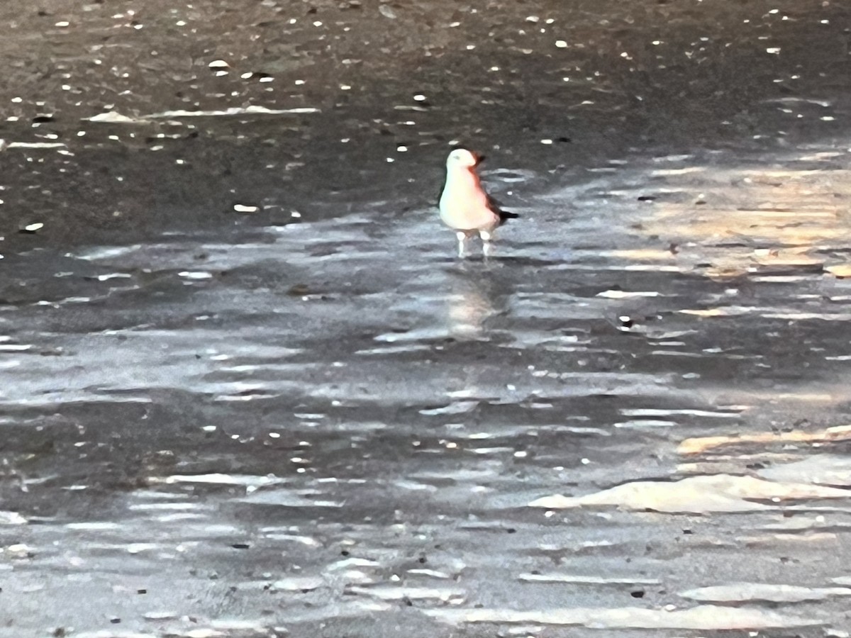 gull sp. - ML624196765