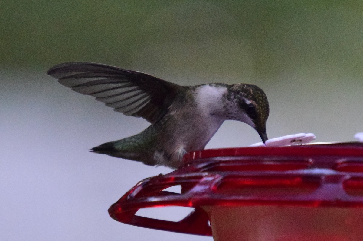 Colibrí Gorjirrubí - ML624196768