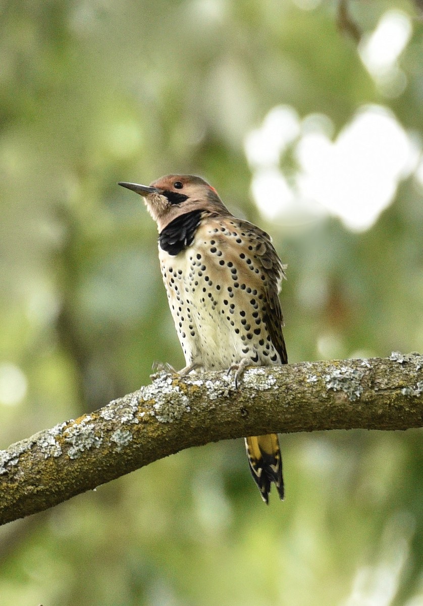 Northern Flicker - ML624196769