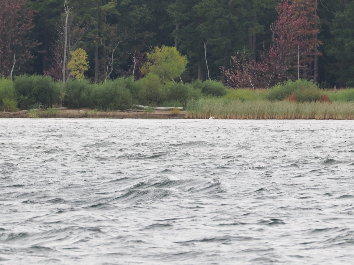 Great Egret - ML624196770