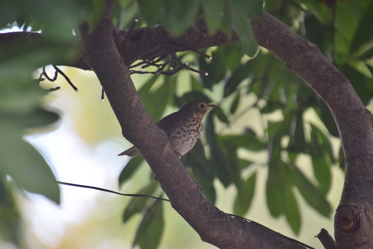 Swainson's Thrush - ML624196771