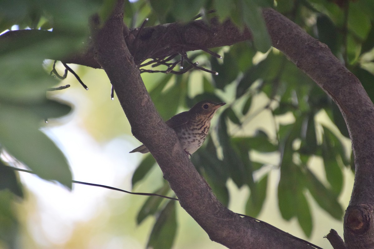 Swainson's Thrush - ML624196772