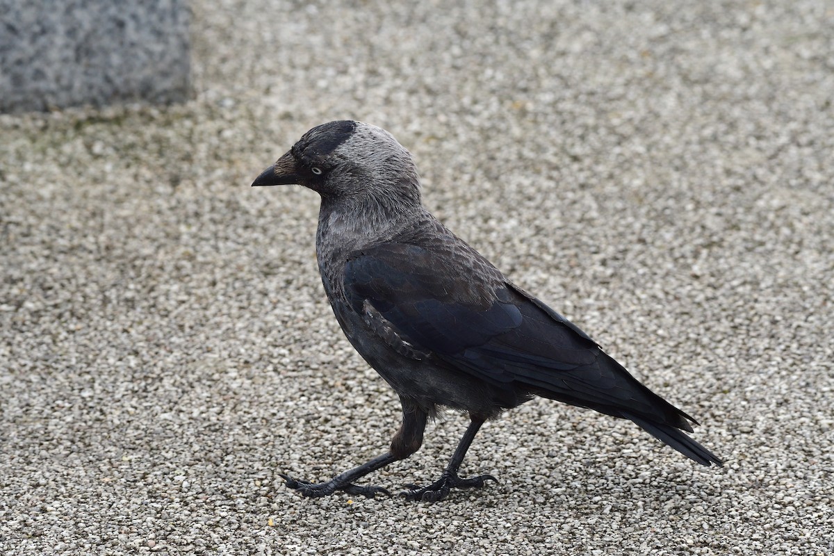 Eurasian Jackdaw - ML624196773