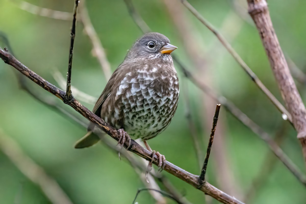 Fox Sparrow (Sooty) - ML624196774