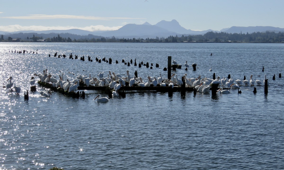 American White Pelican - ML624196775