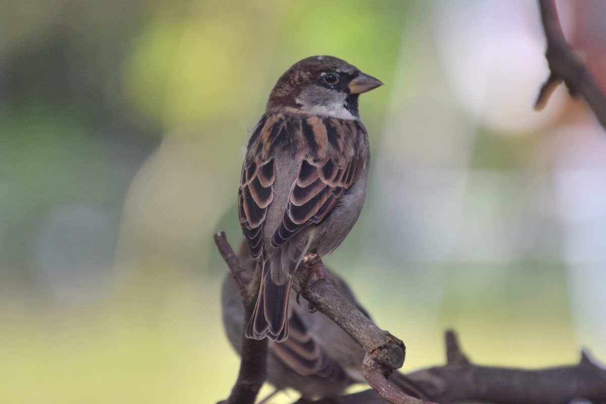 House Sparrow - ML624196776