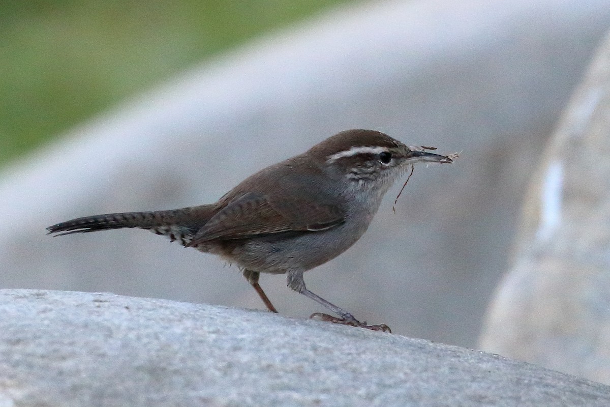 Bewick's Wren - ML624196777