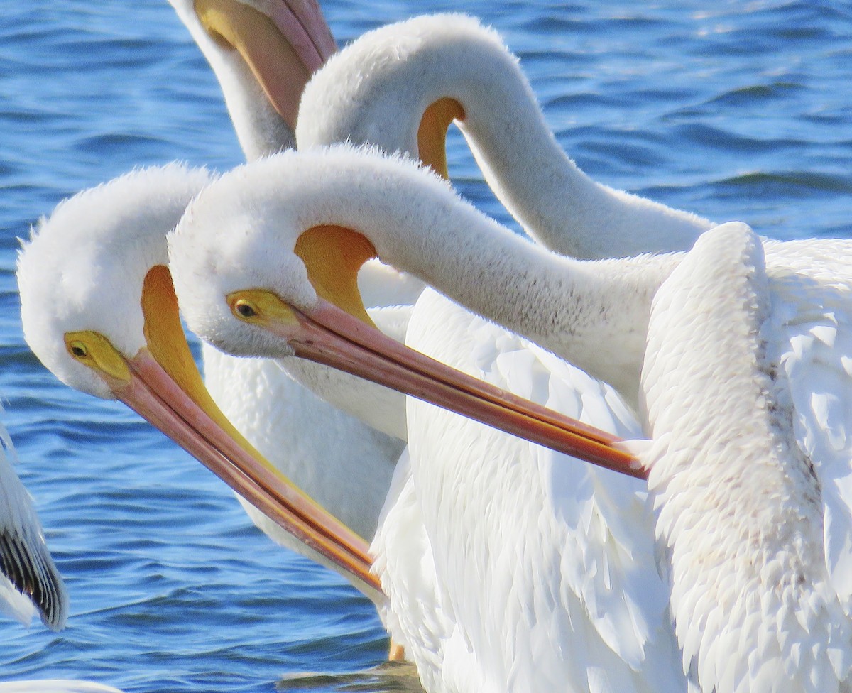 American White Pelican - ML624196778