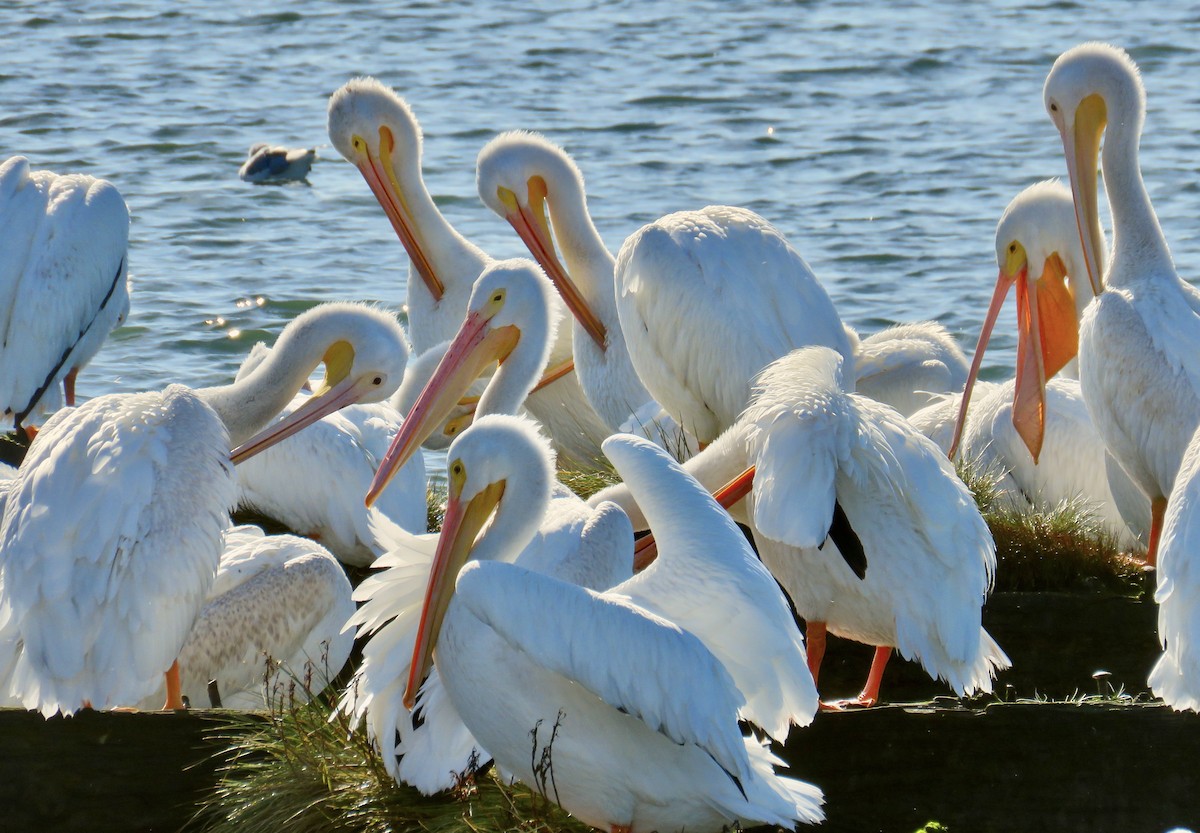 American White Pelican - ML624196779