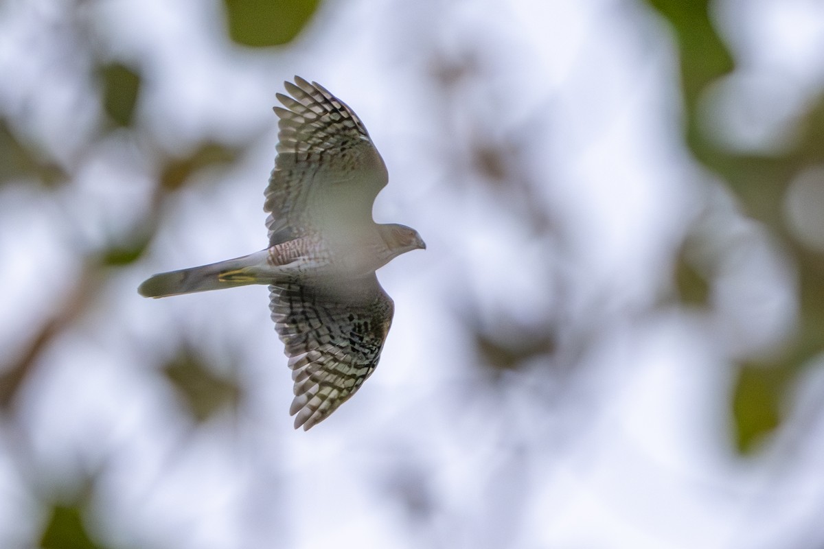 Cooper's Hawk - Nadine Bluemel