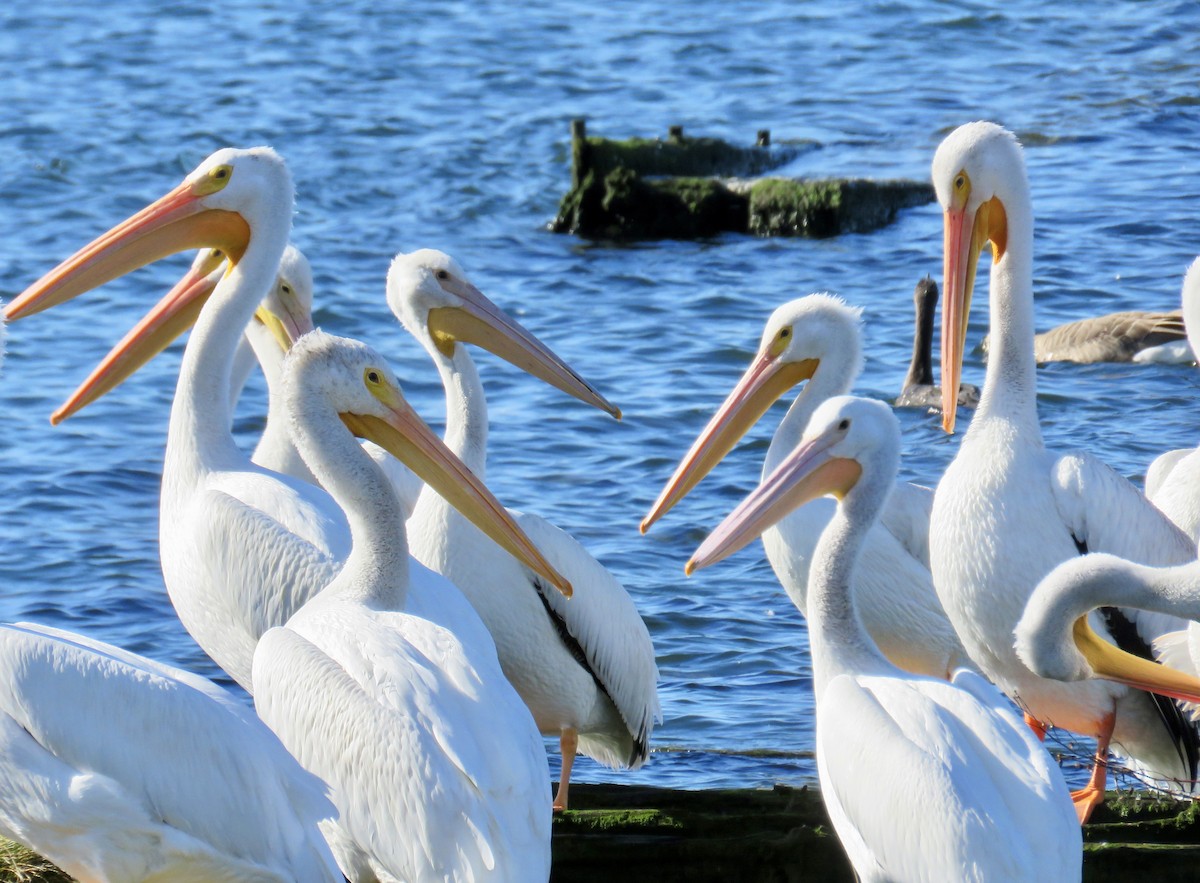 American White Pelican - ML624196781