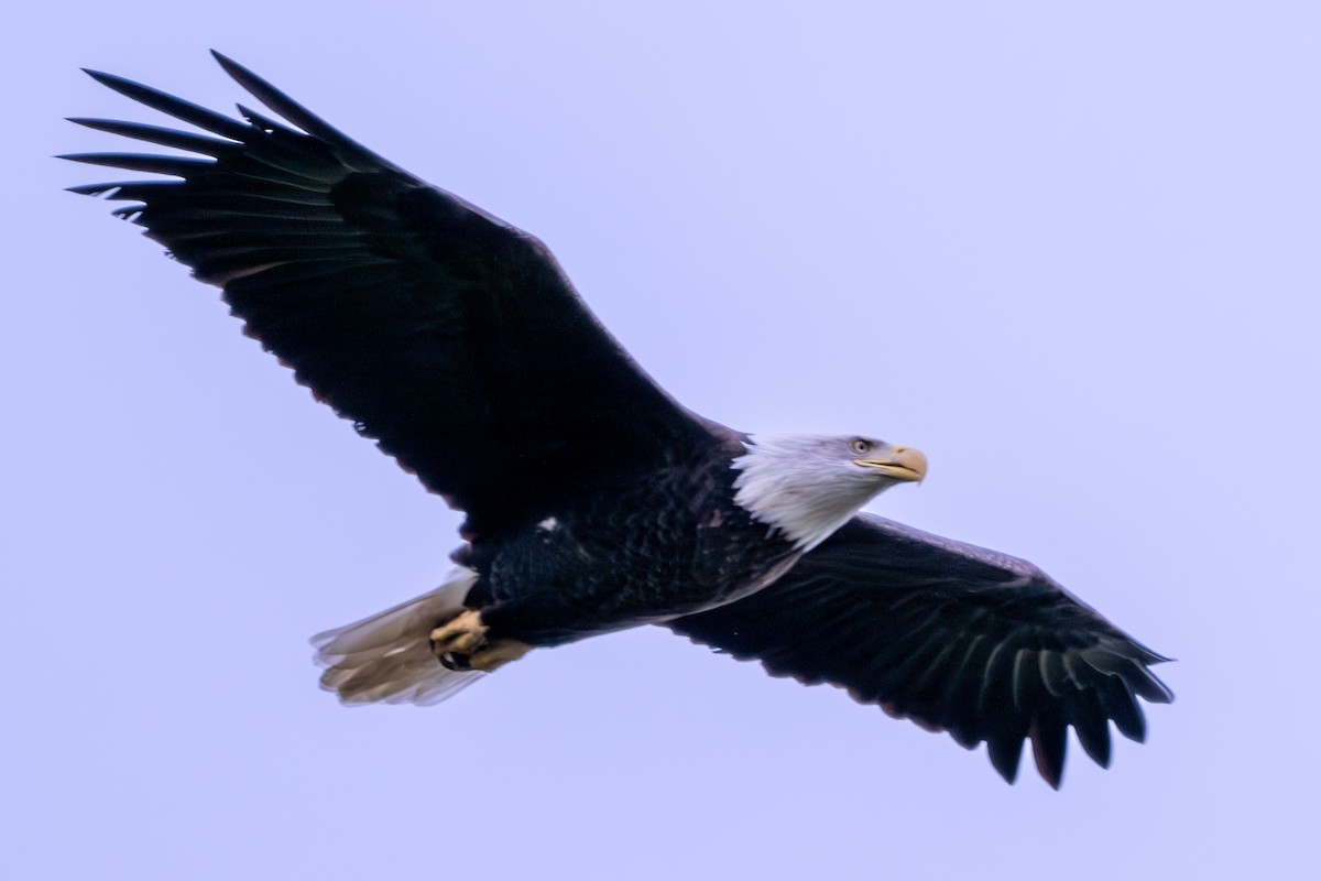 Bald Eagle - Nadine Bluemel