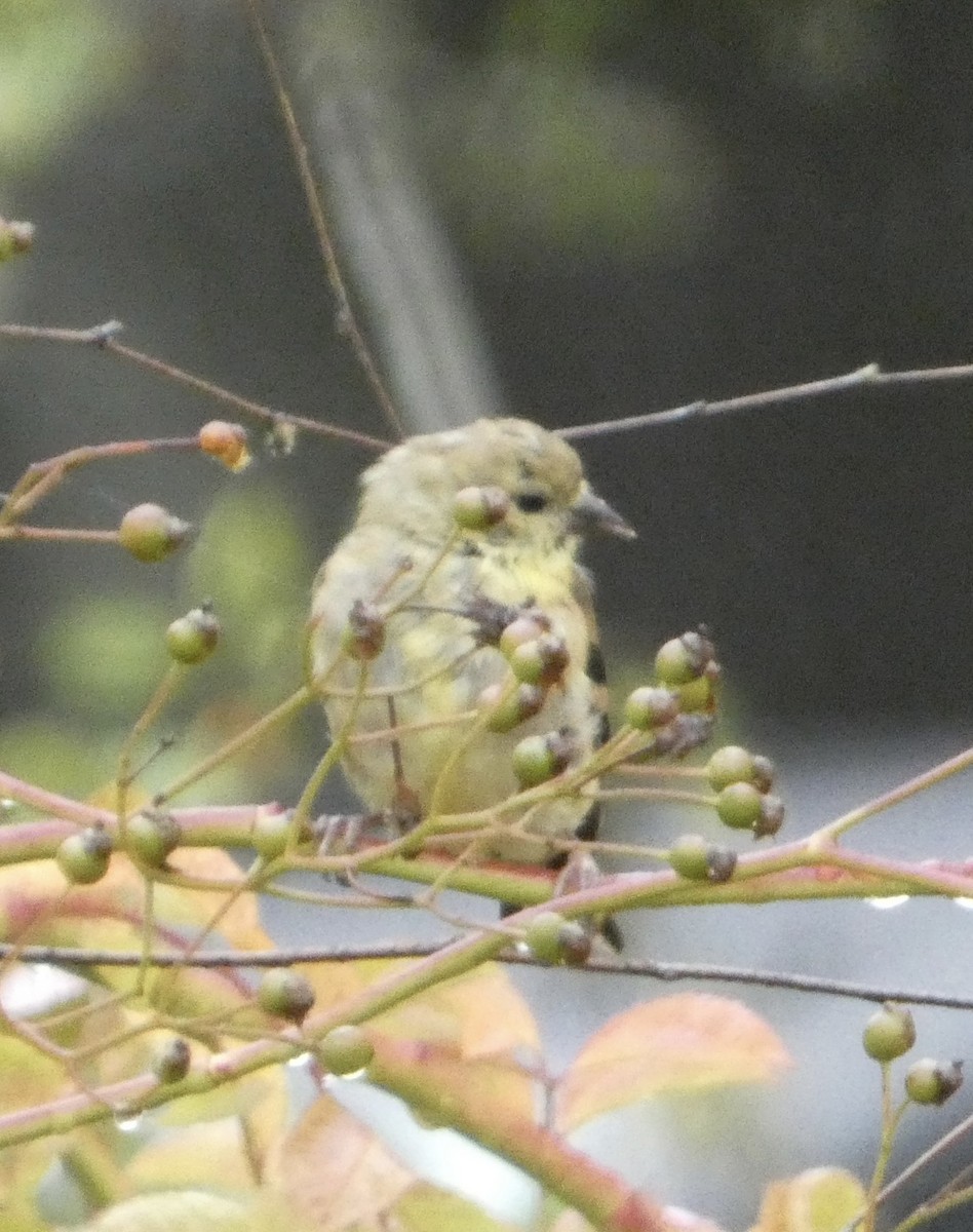 American Goldfinch - ML624196785