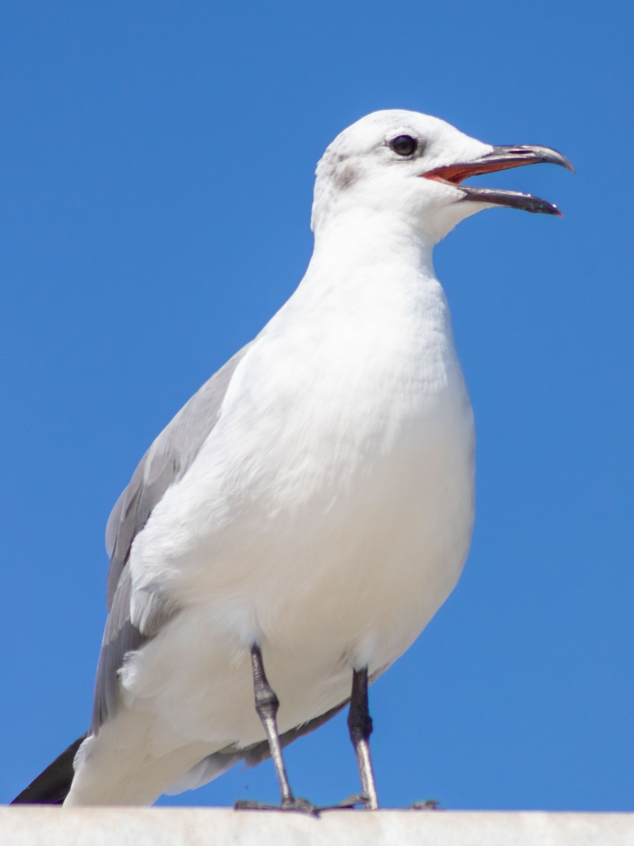 Laughing Gull - ML624196786