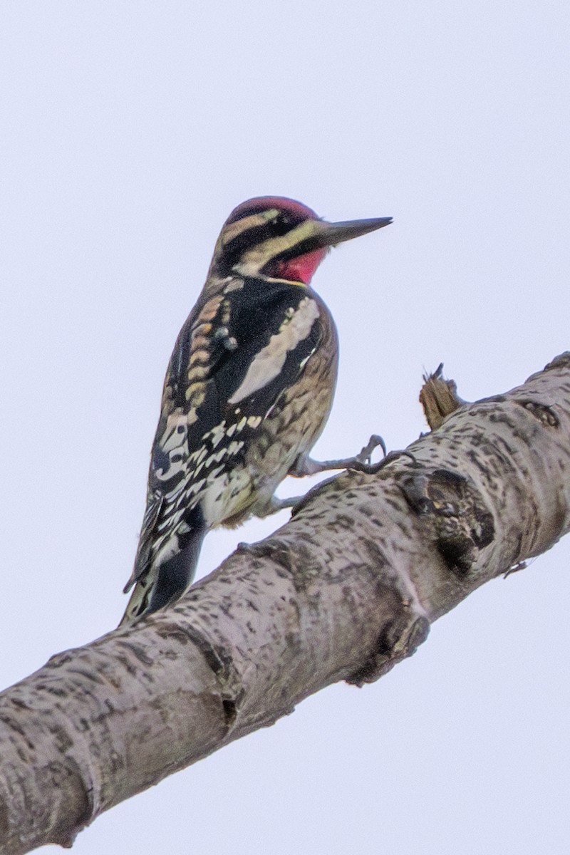 Yellow-bellied Sapsucker - ML624196787