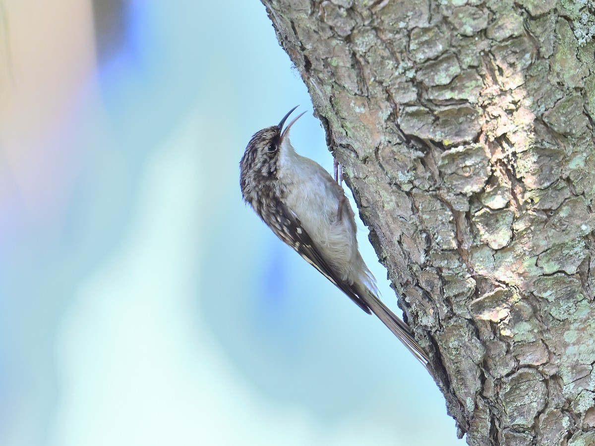 Brown Creeper - ML624196789