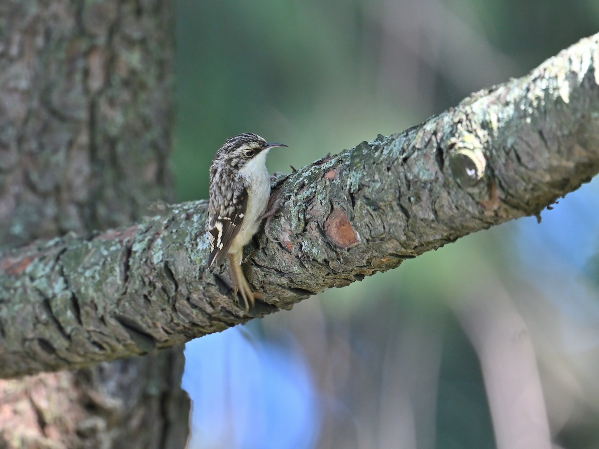 Brown Creeper - ML624196790