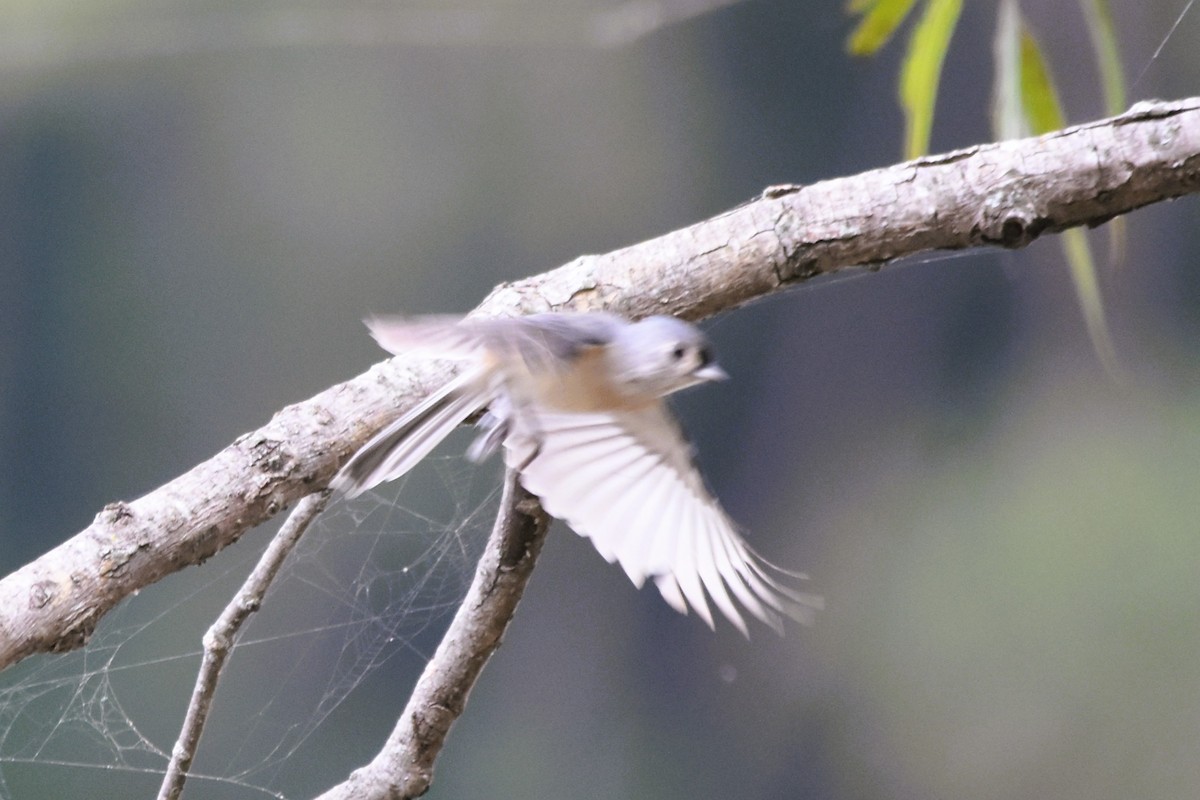 Tufted Titmouse - Mark Greene