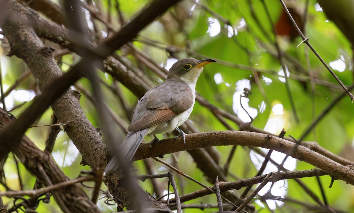 Yellow-billed Cuckoo - ML624196792