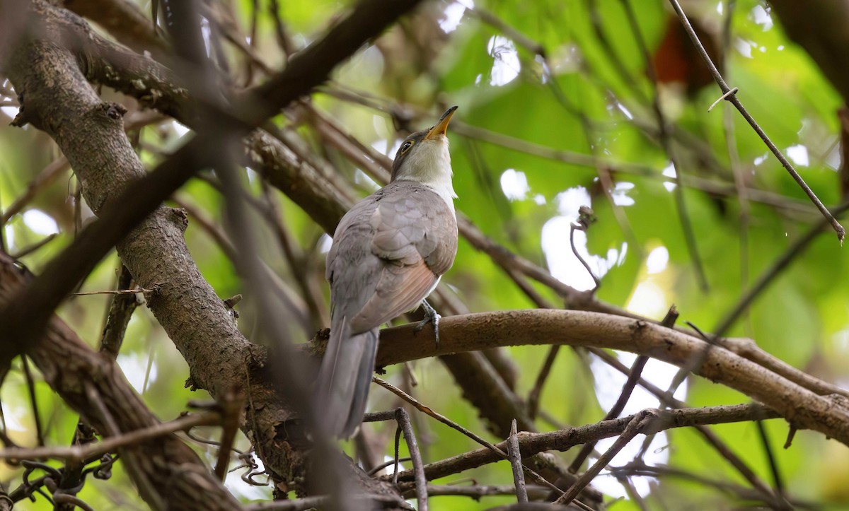 Yellow-billed Cuckoo - ML624196793