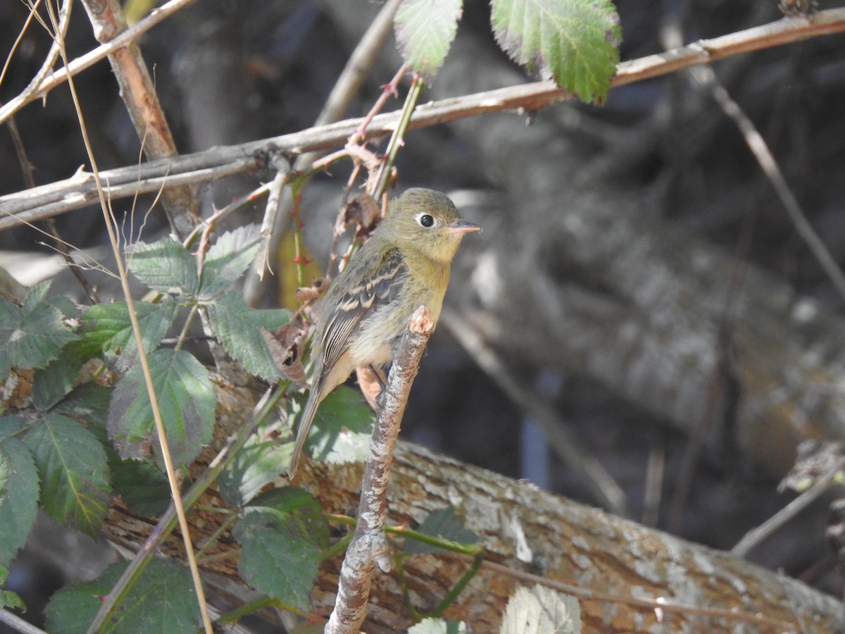 Western Flycatcher - ML624196813