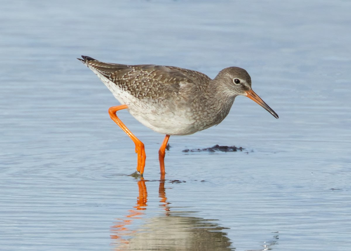 Common Redshank - ML624196845