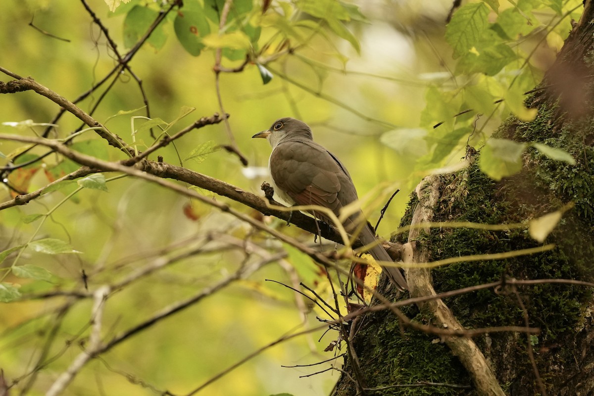 Yellow-billed Cuckoo - ML624196857