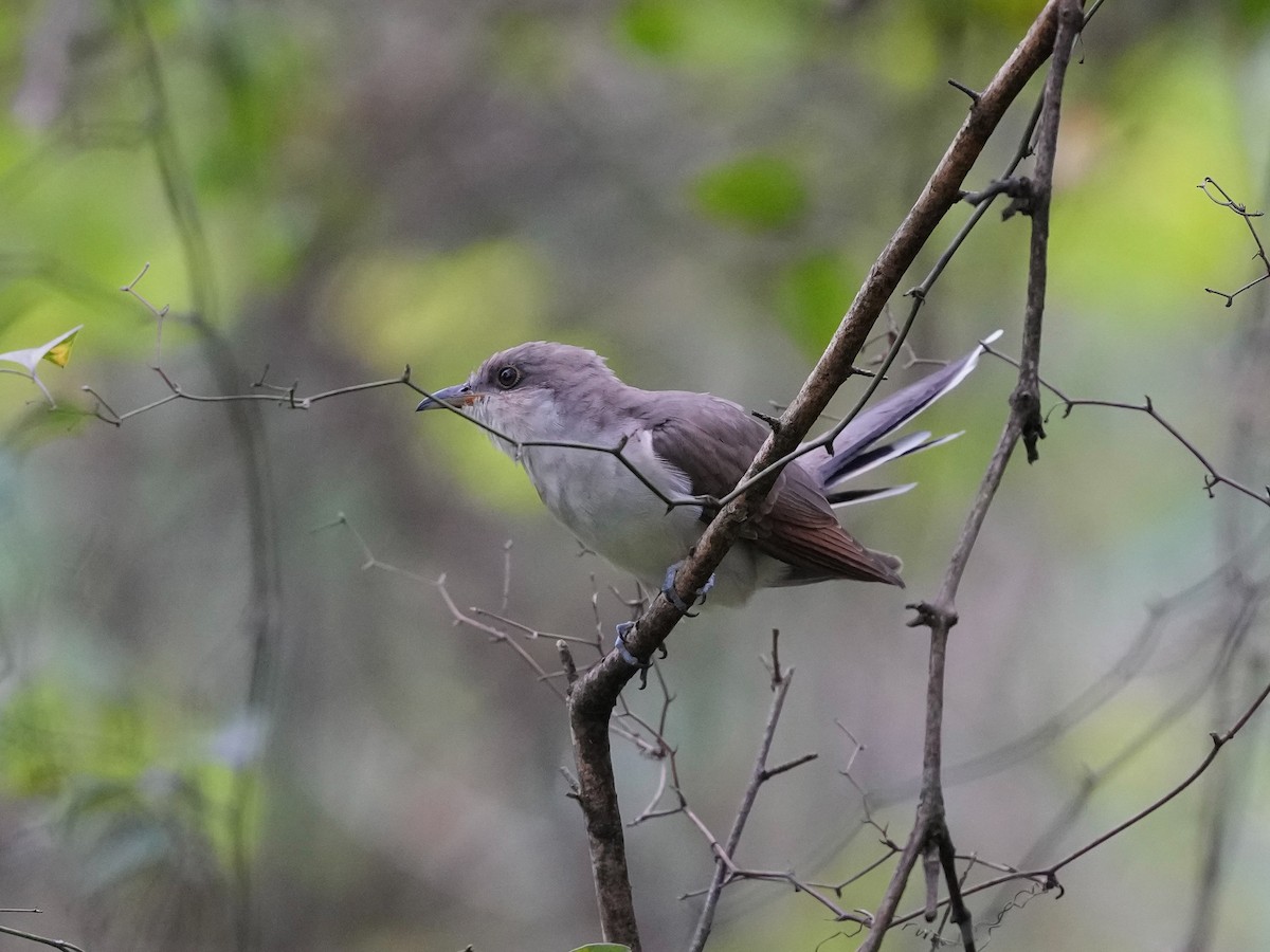 Yellow-billed Cuckoo - ML624196858