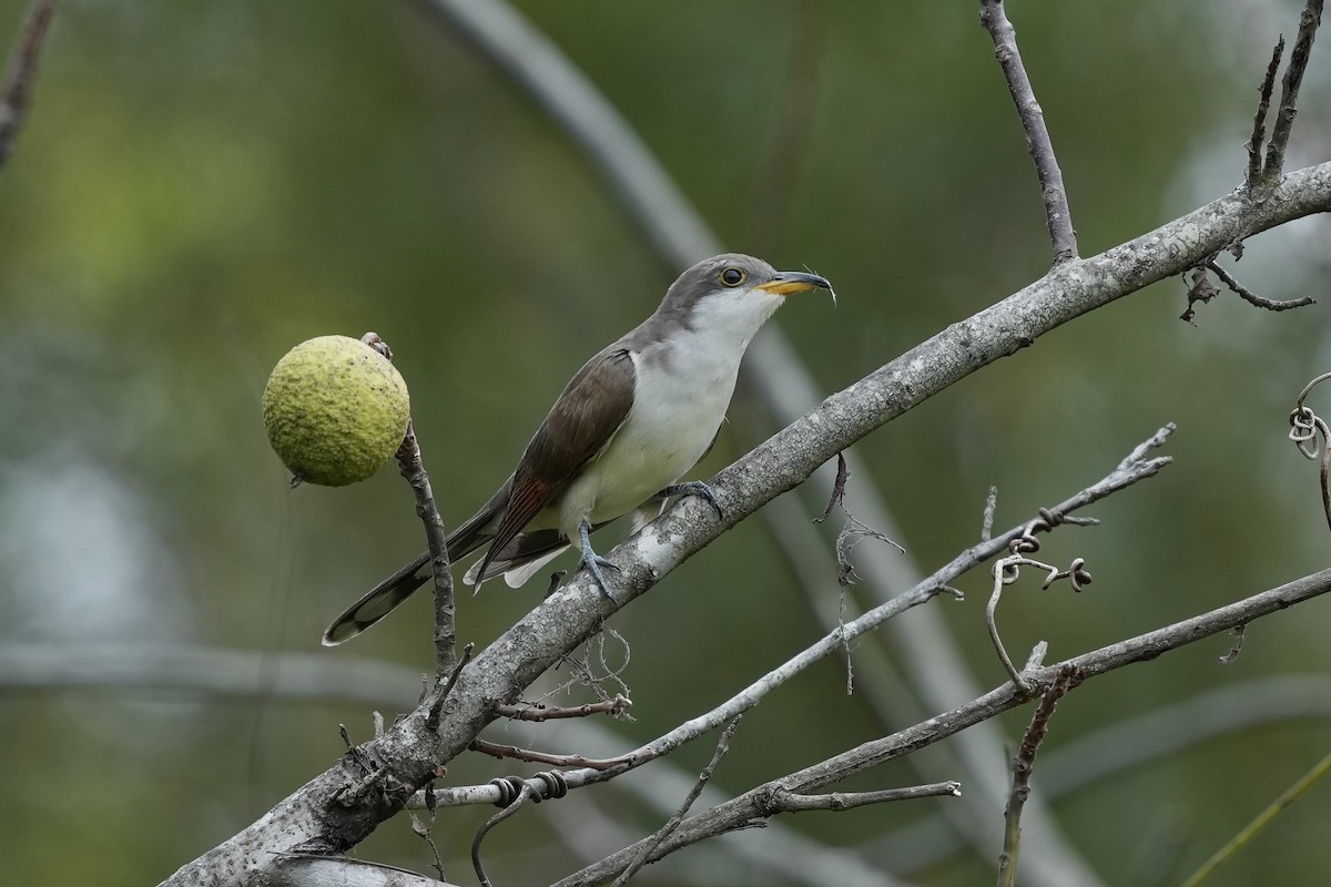 Yellow-billed Cuckoo - ML624196859