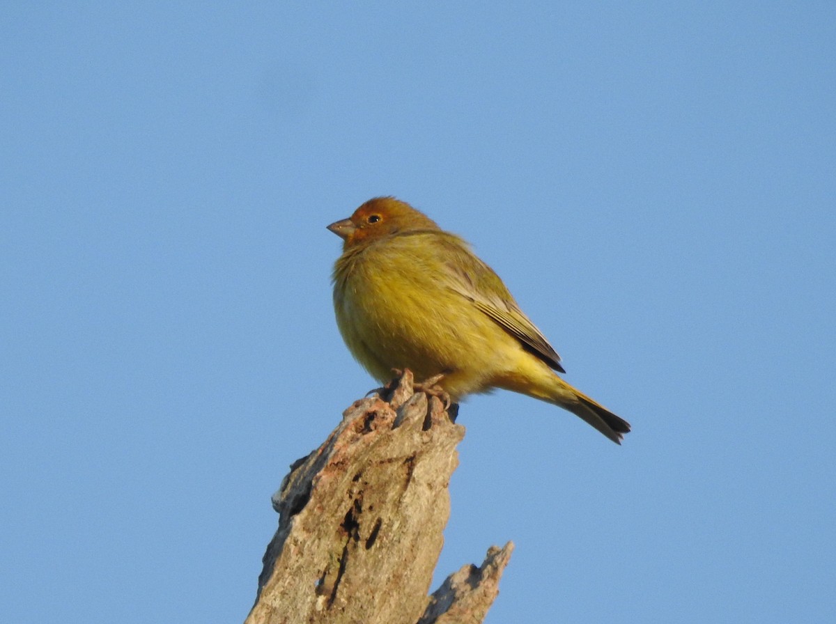 Saffron Finch - ML624196864