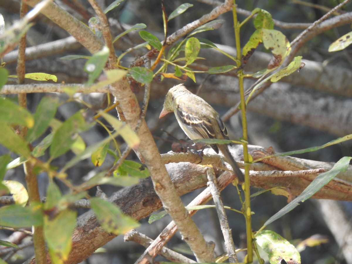 Western Flycatcher - ML624196865