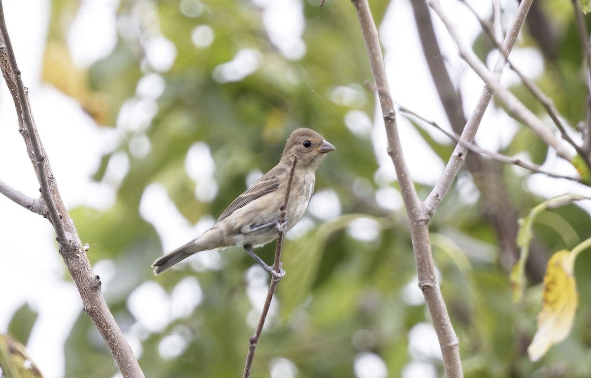 Indigo Bunting - Timo Mitzen