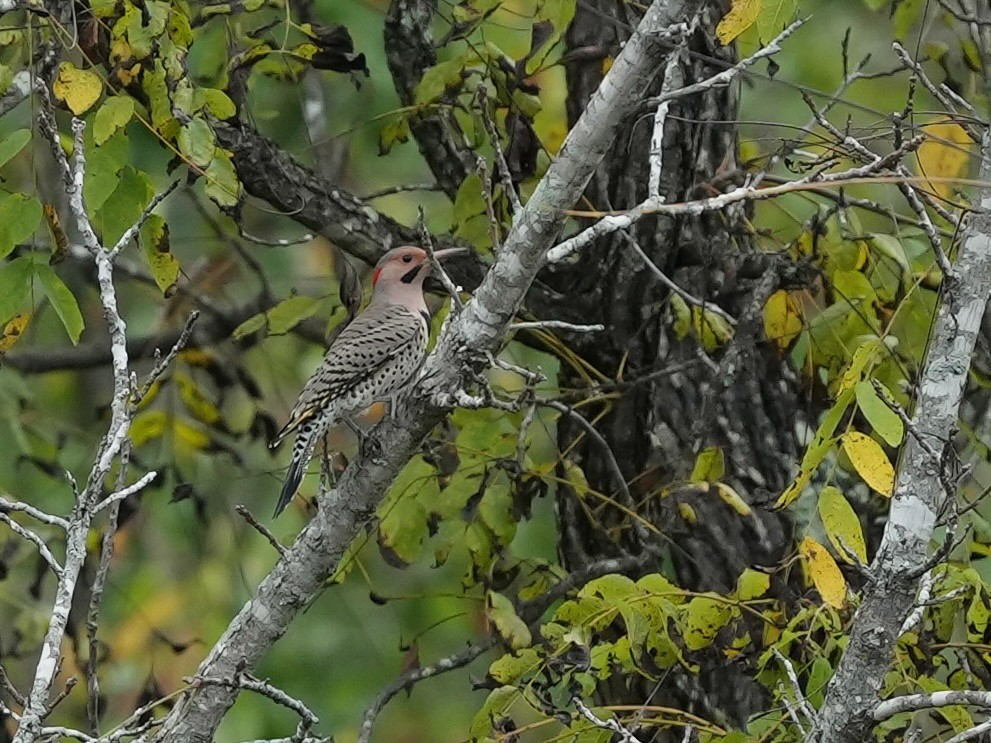 Northern Flicker - ML624196878