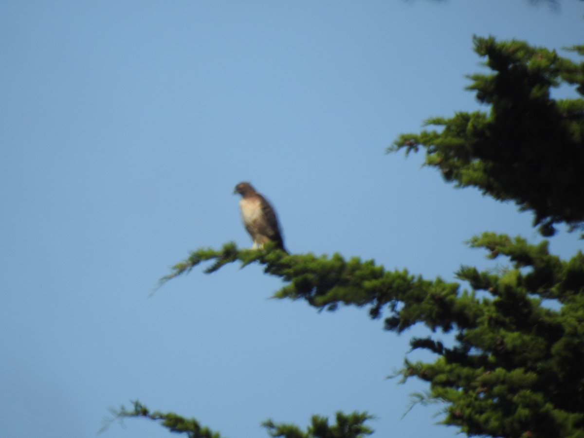 Red-tailed Hawk - ML624196930